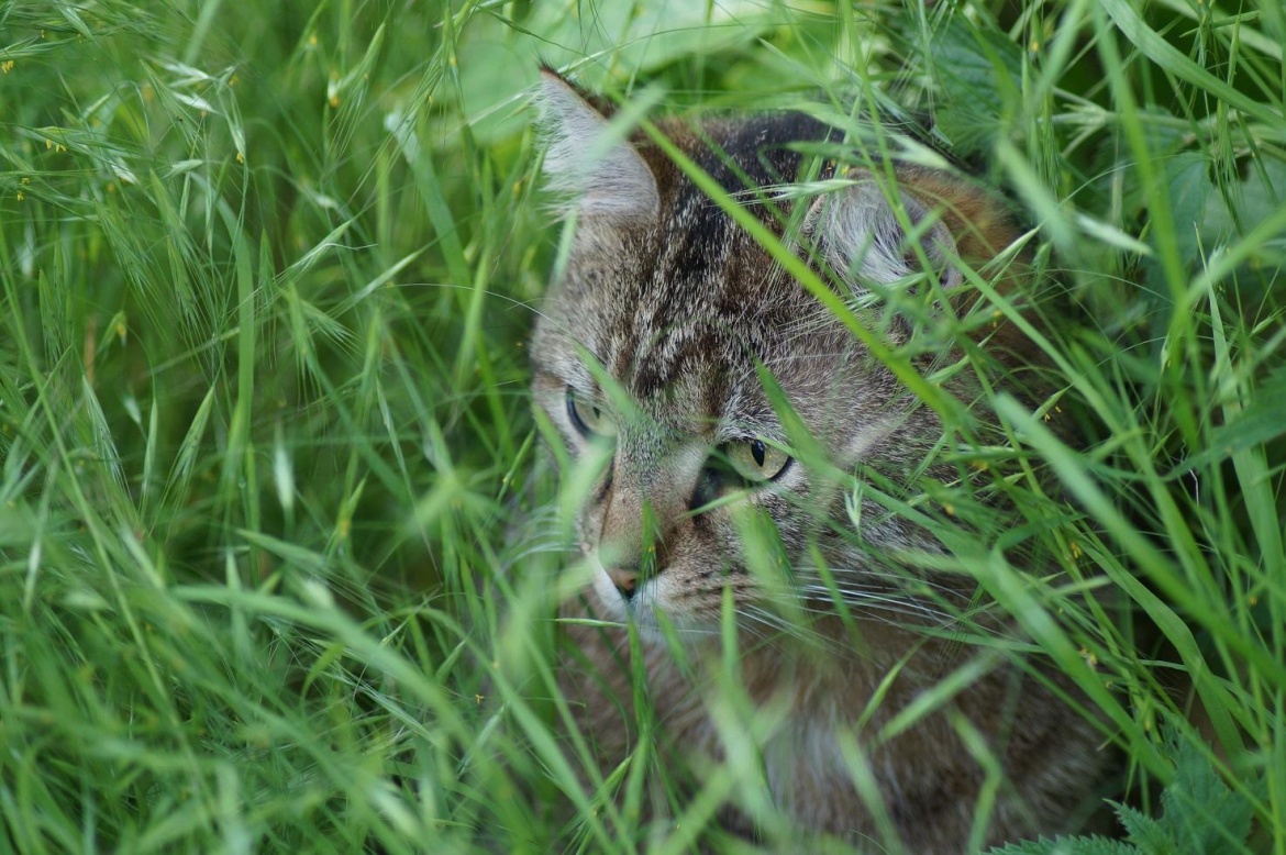 Katze im Grass